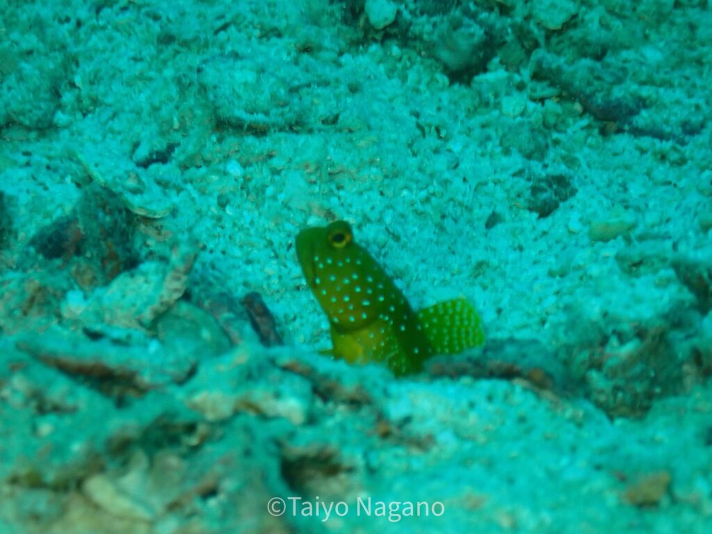 Big Blue・今日の海ログ 2025/09/07 - ビッグブルーダイビングビッグ