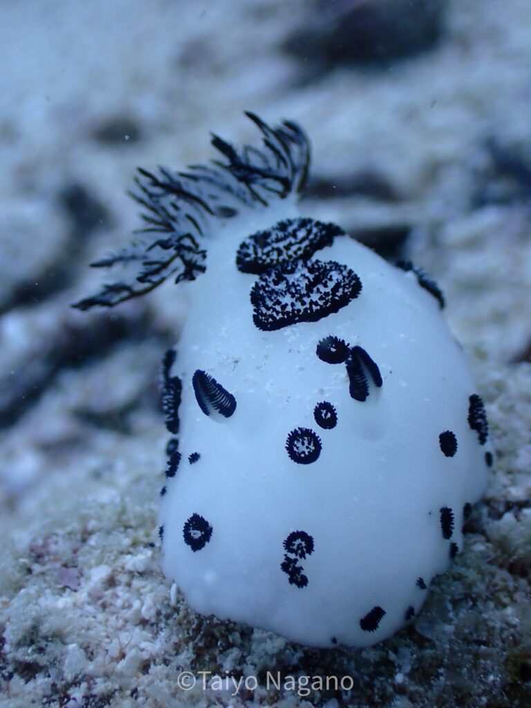 Big Blue・今日の海ログ 2025/09/07 - ビッグブルーダイビングビッグ