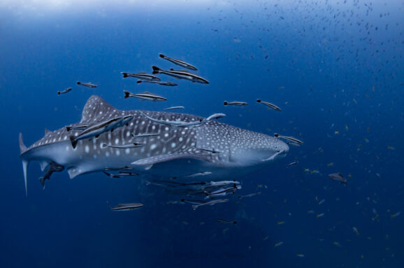 Big Blue・今日の海ログ 2025/10/25