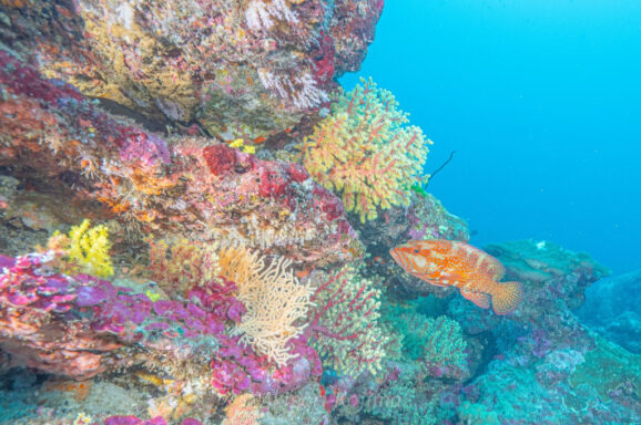 Big Blue・今日の海ログ 2025/11/08