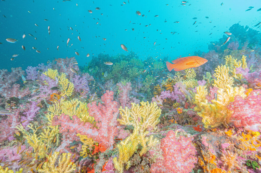 Big Blue・今日の海ログ 2025/11/10 - ビッグブルーダイビングビッグ