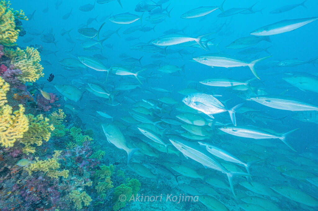 コブラ200F　ピンク　ディープブルーオーシャン　G122 コブラ200F ピンク ディープブルーオーシャン G122 コブラ200F ピンク