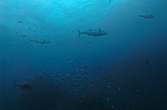 Big Blue・今日の海ログ 2025/11/22