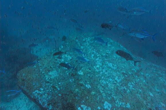 Big Blue・今日の海ログ 2025/11/29