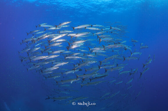 Big Blue・今日の海ログ 2025/12/06 - ビッグブルーダイビングビッグ