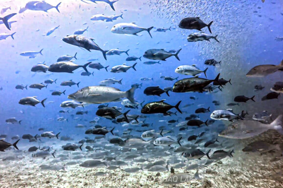 Big Blue・今日の海ログ 2025/12/24