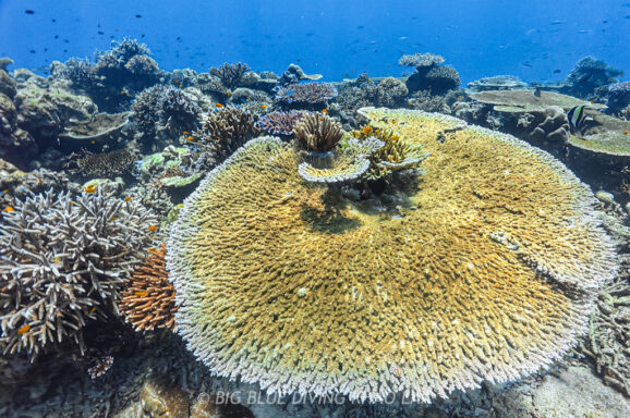 Big Blue・今日の海ログ 2025/12/25