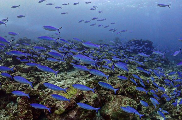 Big Blue・今日の海ログ 2025/12/02〜12/06