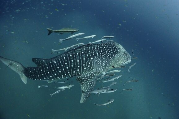 Big Blue・今日の海ログ 2026/2/3-6