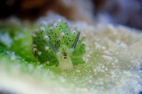 Big Blue・今日の海ログ 2026/2/22