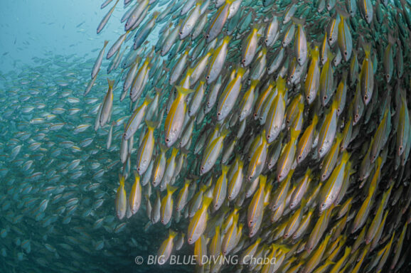 Big Blue・今日の海ログ 2026/2/23