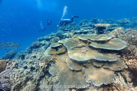 Big Blue・今日の海ログ 2026/2/26