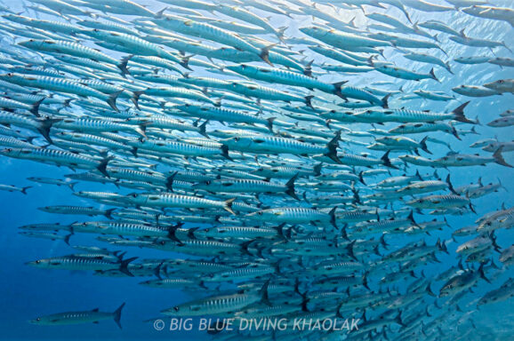 Big Blue・今日の海ログ 2026/2/27