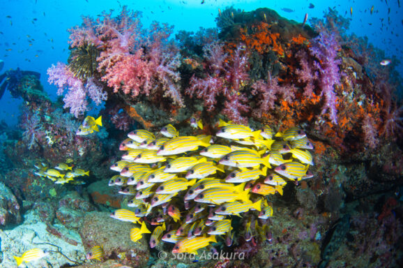 Big Blue・今日の海ログ 2026/03/05〜03/09