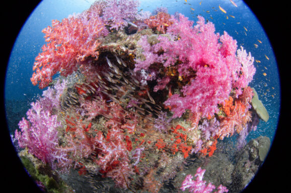 Big Blue・今日の海ログ 2026/03/23〜03/27