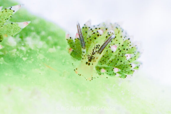 Big Blue・今日の海ログ 2026/03/29