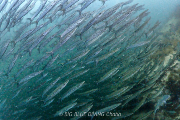 Big Blue・今日の海ログ 2026/03/30