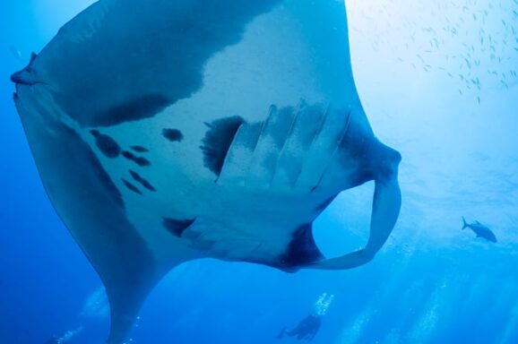 Big Blue・今日の海ログ 2026/02/27〜03/03