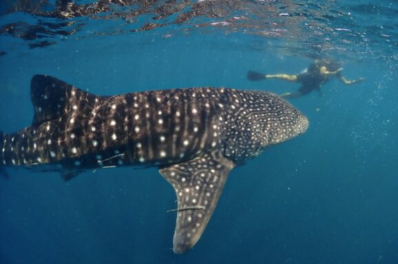 Big Blue・今日の海ログ 2026/04/02